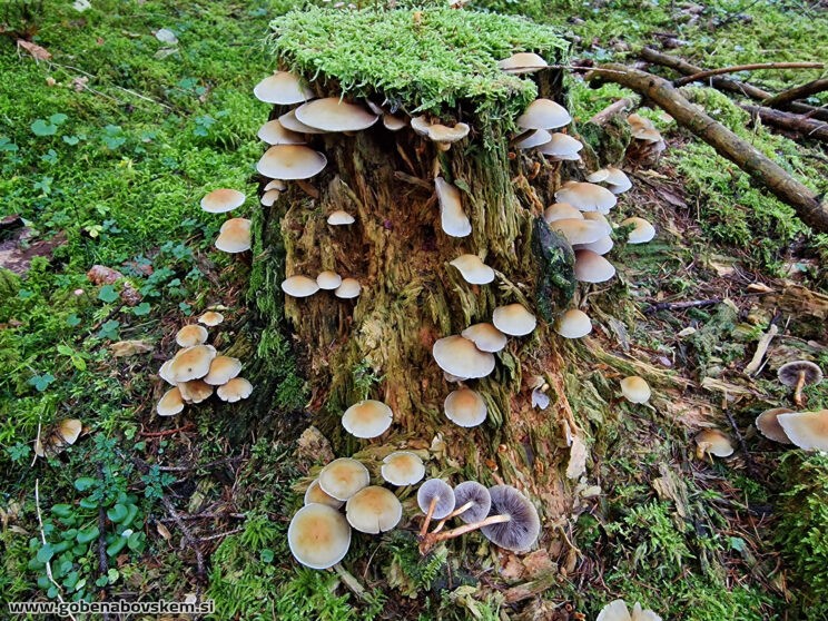 HYPHOLOMA CAPNOIDES2