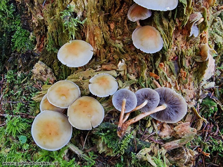 HYPHOLOMA CAPNOIDES3