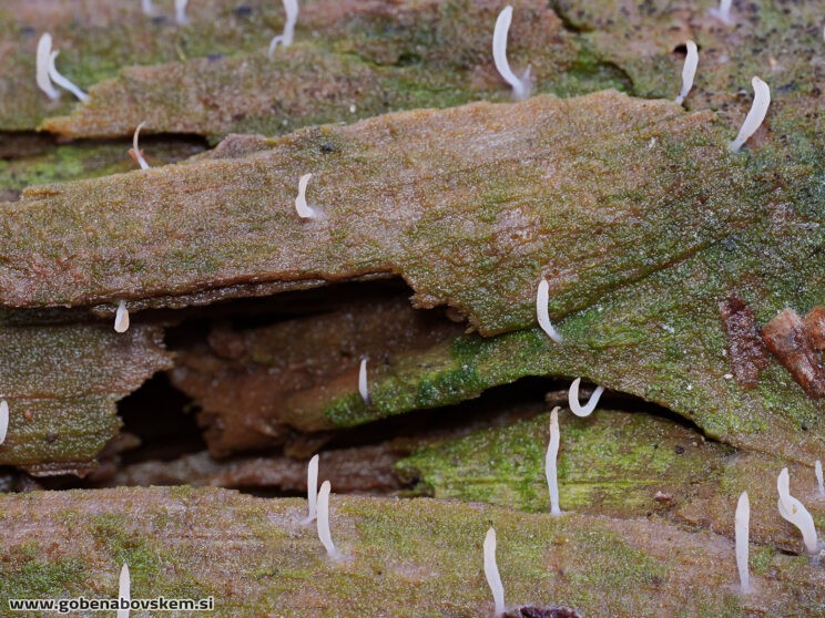 MUTICLAVULA MUCIDA3