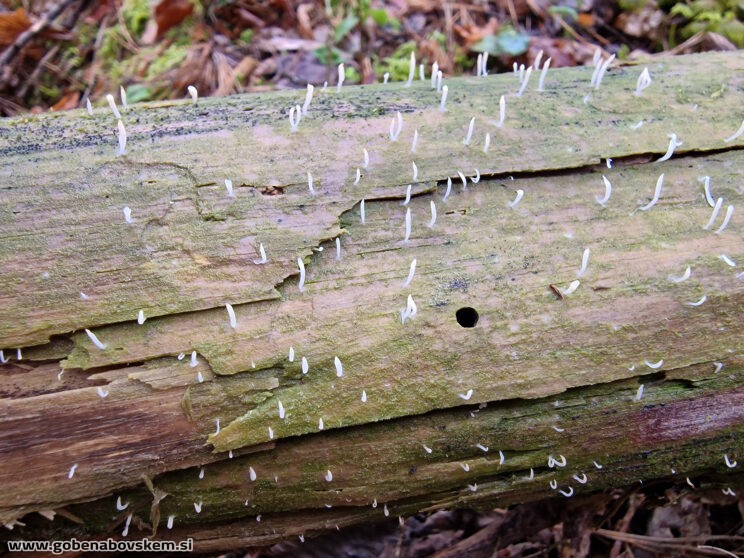 MUTICLAVULA MUCIDA4