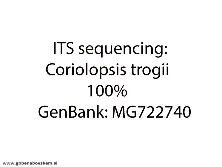 CORIOLOPSIS TROGII 11