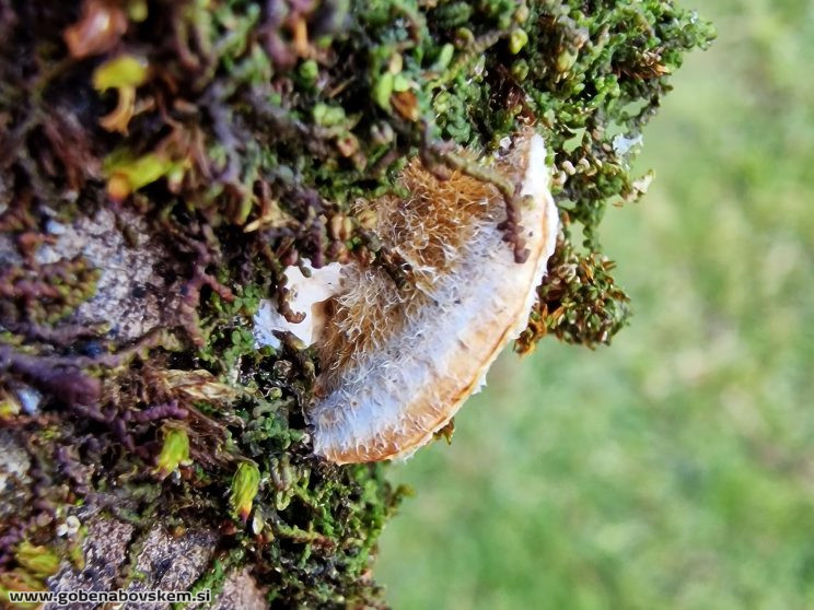 CORIOLOPSIS TROGII (2)