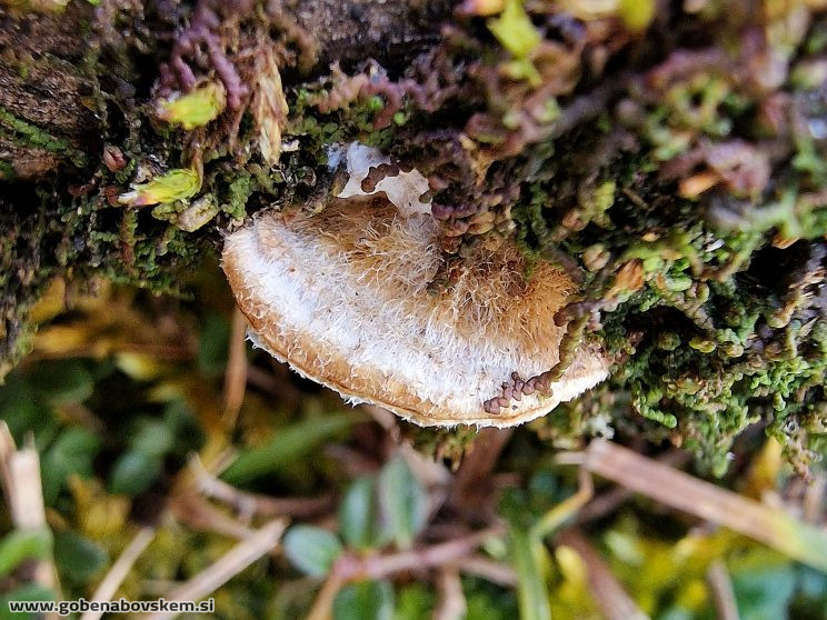 CORIOLOPSIS TROGII (3)