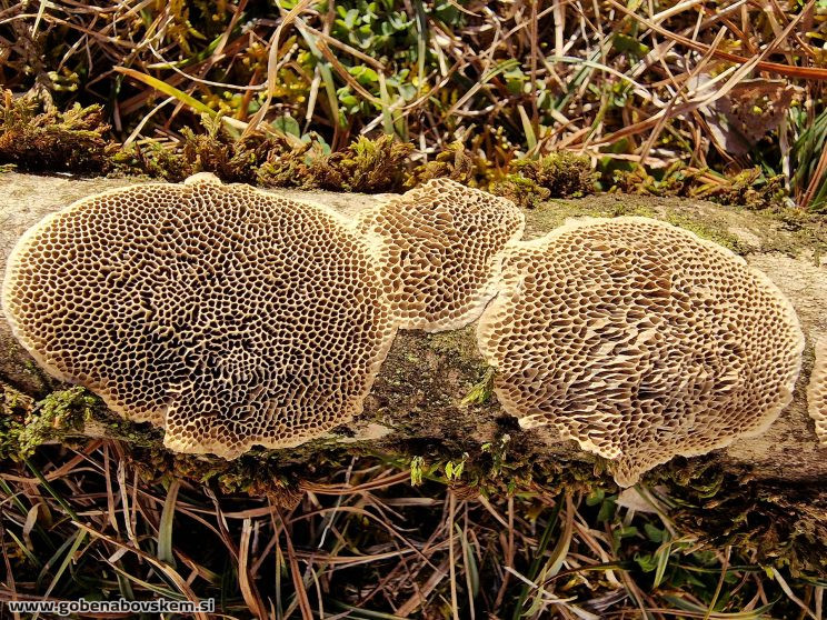 CORIOLOPSIS TROGII (4)