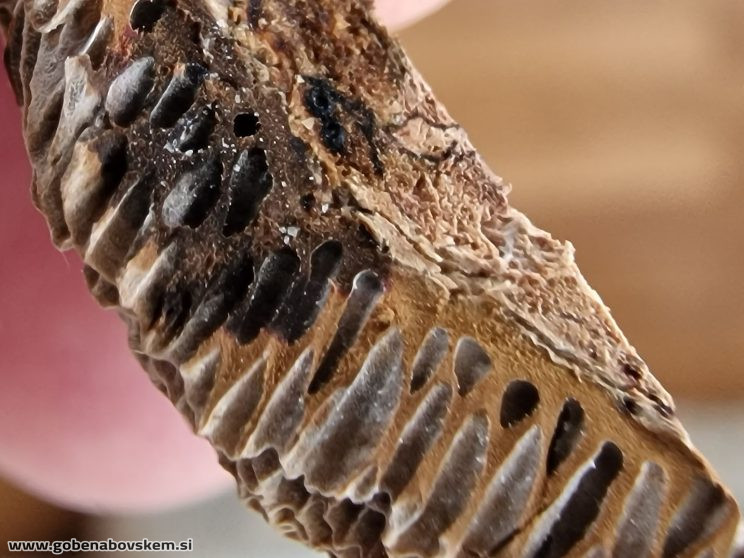 CORIOLOPSIS TROGII (5)