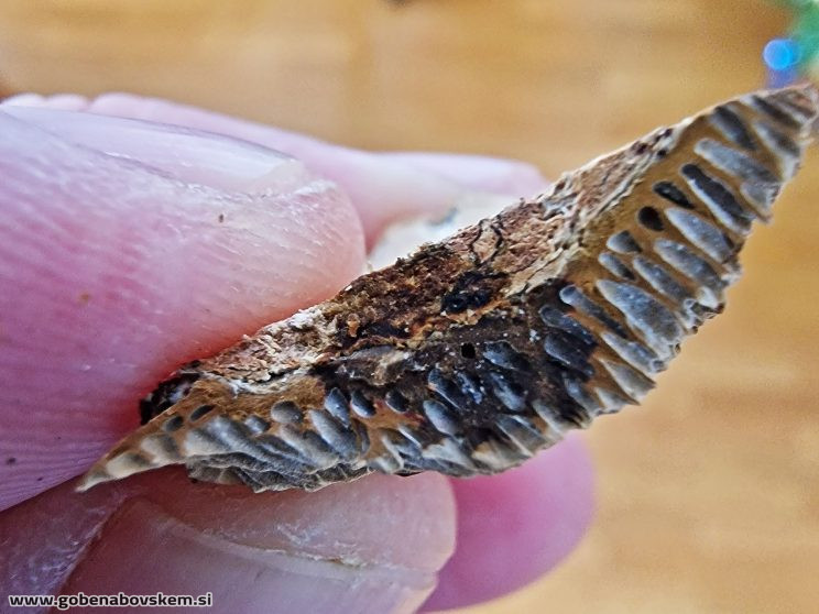 CORIOLOPSIS TROGII (6)