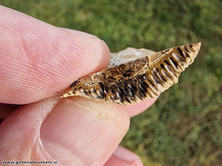 CORIOLOPSIS TROGII (7)