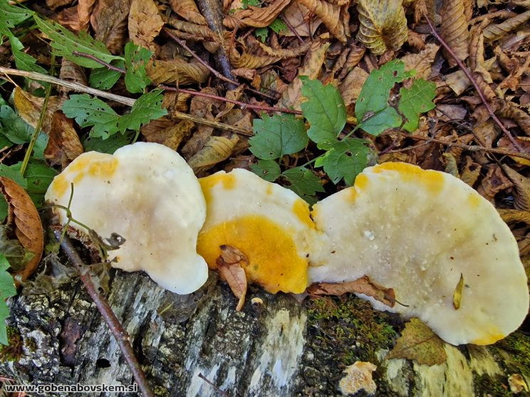 HYPOMYCES AURANTIACUS
