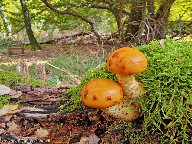 PHOLIOTA ADIPOSA7