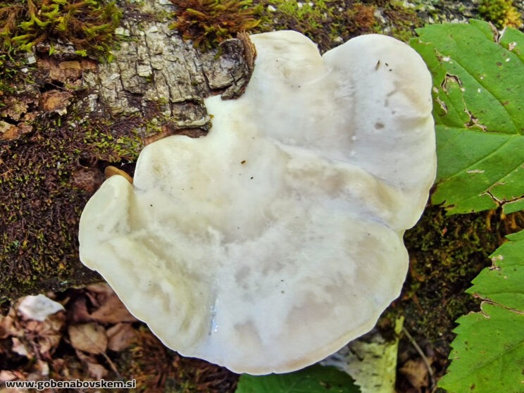 TYROMYCES CHIONEUS (1)
