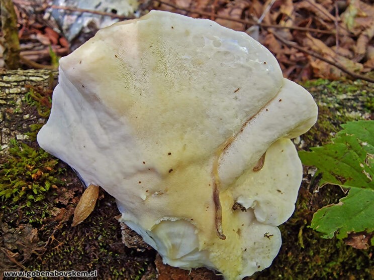 TYROMYCES CHIONEUS (2)