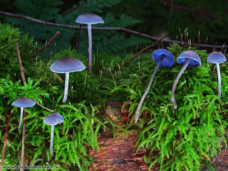 ENTOLOMA EUCHORUM2