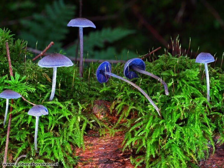 ENTOLOMA EUCHORUM3