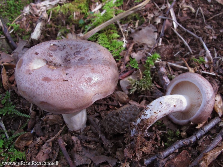 LACTARIUS UVIDUS