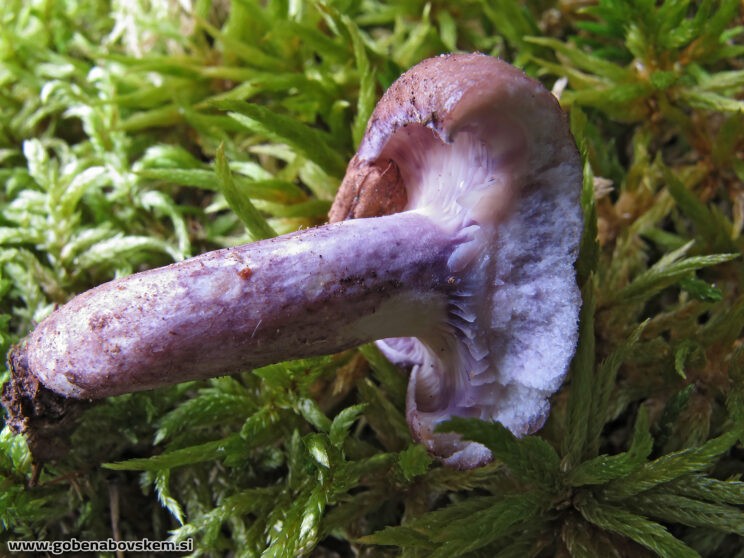 LACTARIUS UVIDUS2