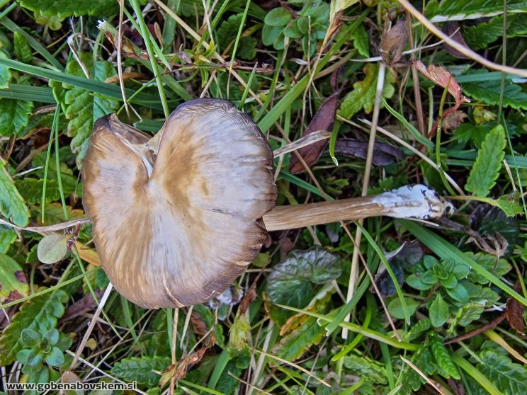 ENTOLOMA SERICEUM MANGRT