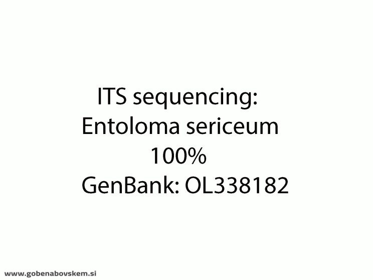 ENTOLOMA SERICEUM MANGRT3