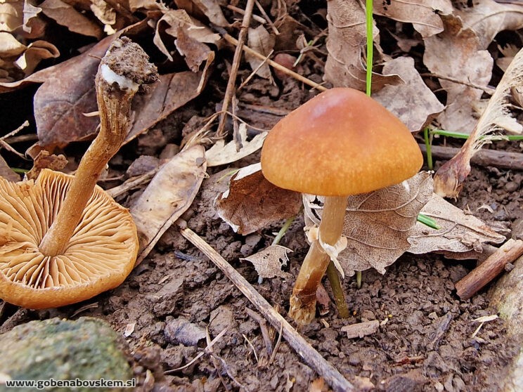 CONOCYBE APOROS2