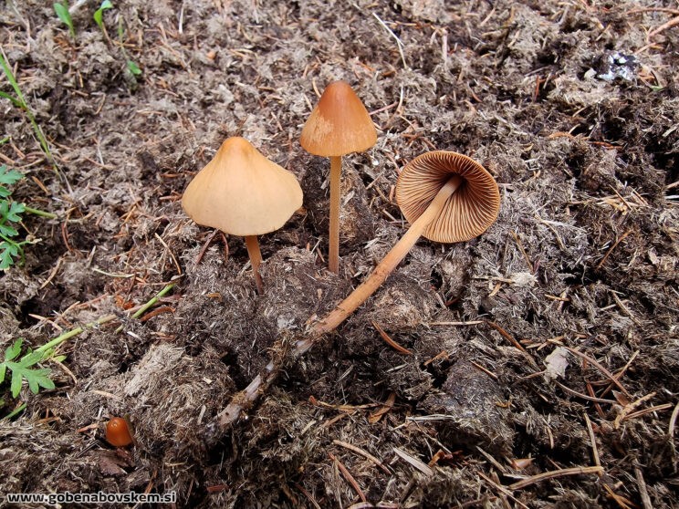 CONOCYBE MACROSPORA