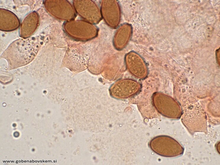 CONOCYBE MACROSPORA BAZIDIJ