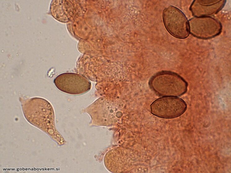 CONOCYBE MACROSPORA BAZIDIJ2