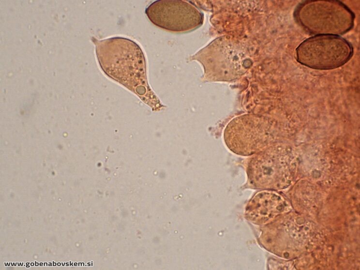 CONOCYBE MACROSPORA BAZIDIJ3