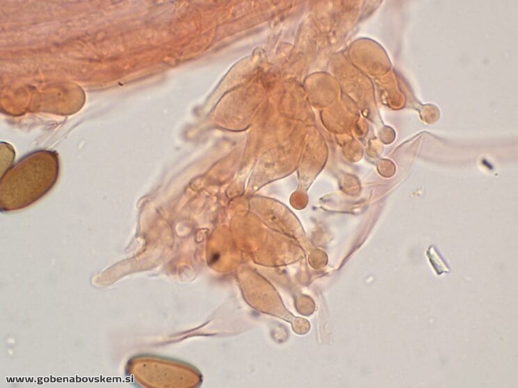 CONOCYBE MACROSPORA CHAULO