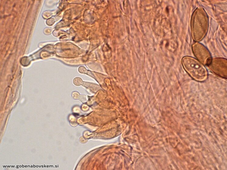 CONOCYBE MACROSPORA CHAULO2