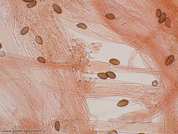 CONOCYBE MACROSPORA CHAULO3