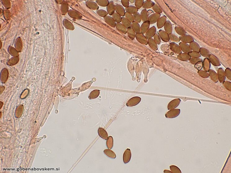 CONOCYBE MACROSPORA CHAULO4