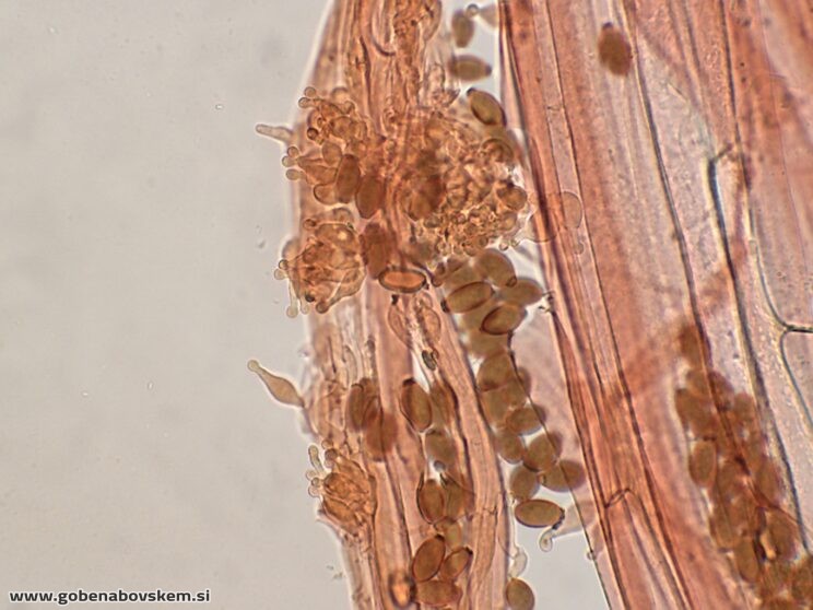 CONOCYBE MACROSPORA CHAULO5