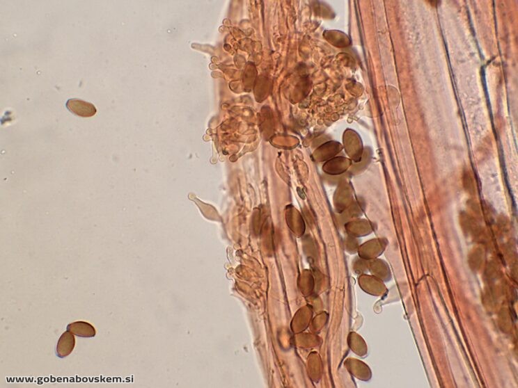 CONOCYBE MACROSPORA CHAULO6