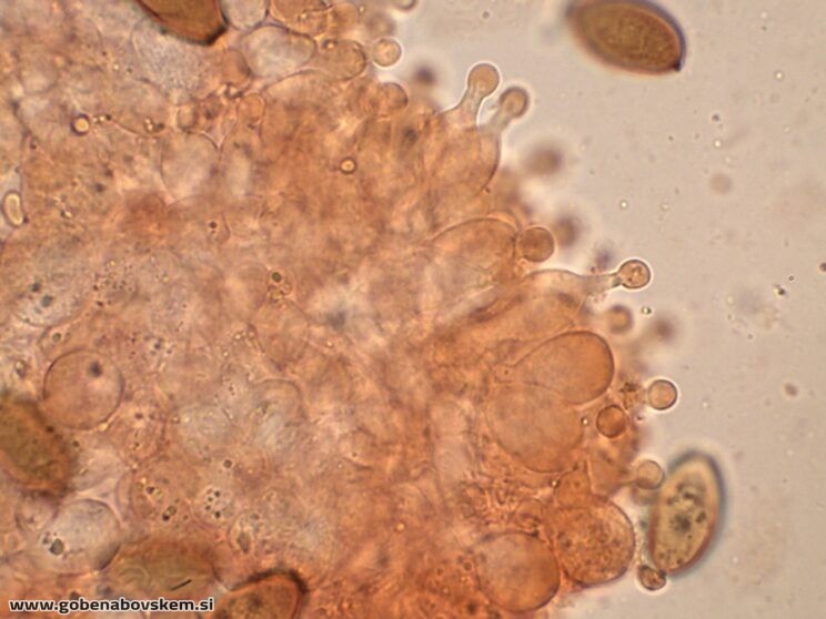 CONOCYBE MACROSPORA CHEILO
