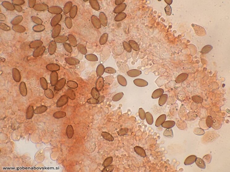 CONOCYBE MACROSPORA CHEILO2