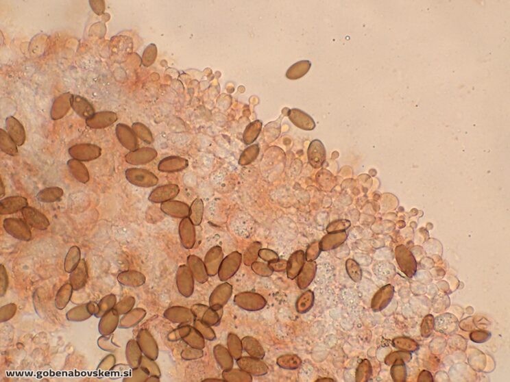 CONOCYBE MACROSPORA CHEILO4