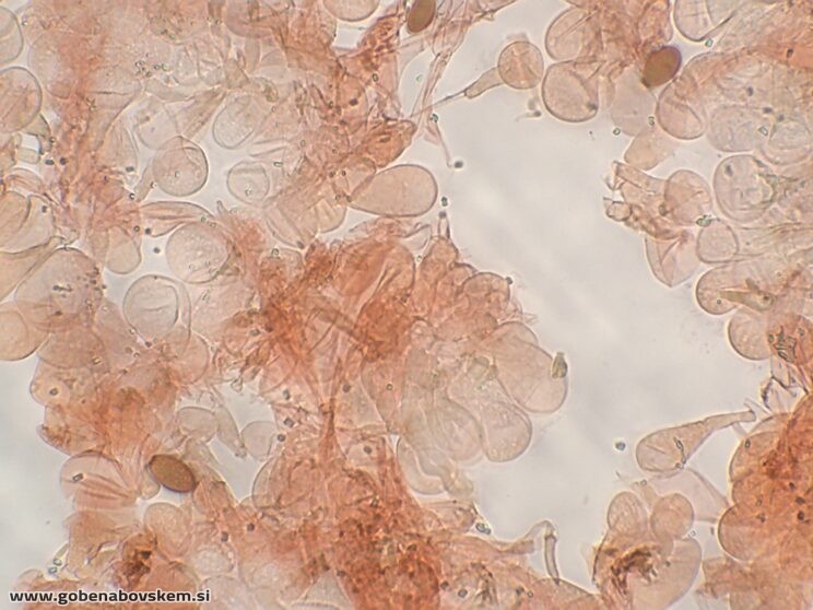 CONOCYBE MACROSPORA PP