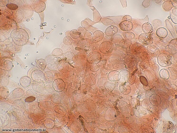 CONOCYBE MACROSPORA PP2