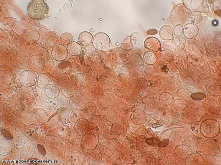 CONOCYBE MACROSPORA PP3