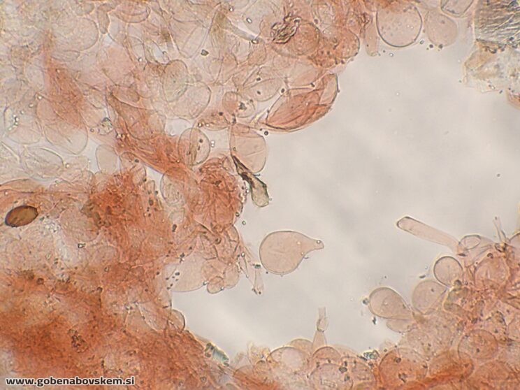 CONOCYBE MACROSPORA PP4