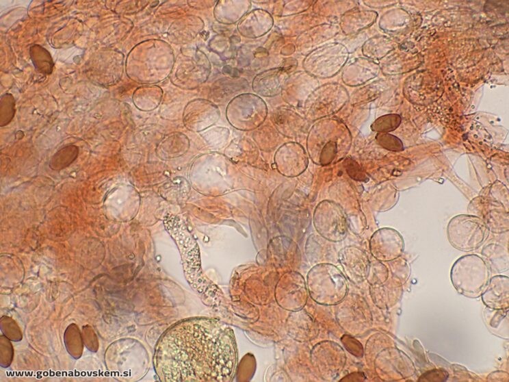 CONOCYBE MACROSPORA PP5