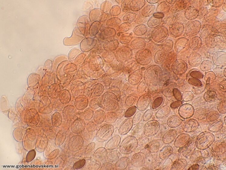 CONOCYBE MACROSPORA PP6