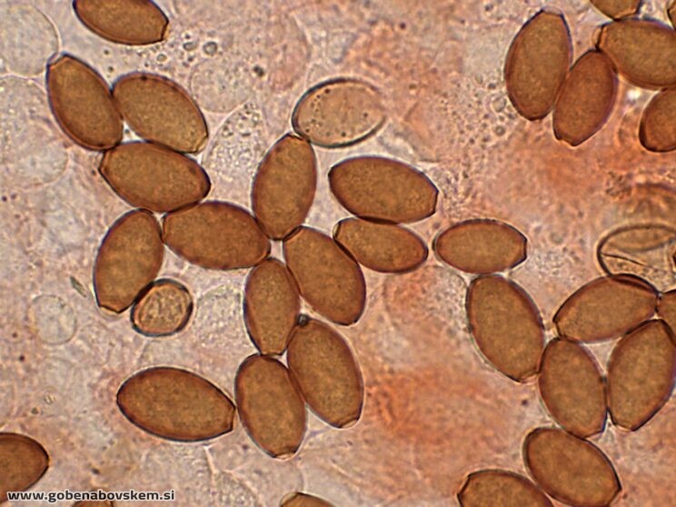 CONOCYBE MACROSPORA SPORE