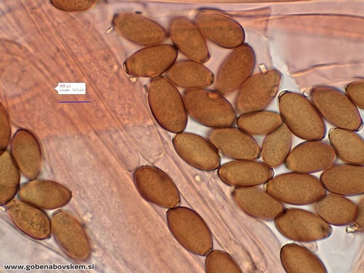CONOCYBE MACROSPORA SPORE3