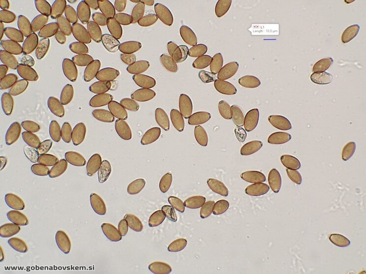 CONOCYBE MACROSPORA SPORE4
