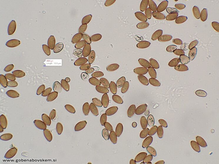 CONOCYBE MACROSPORA SPORE5