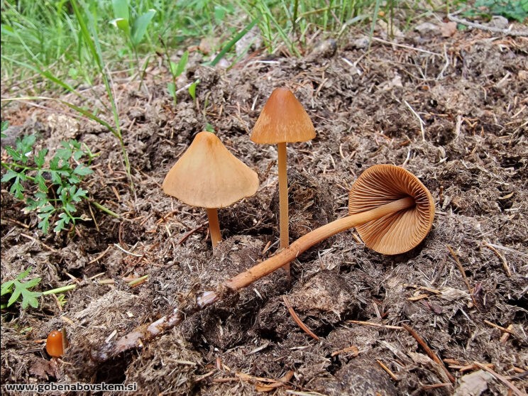 CONOCYBE MACROSPORA2