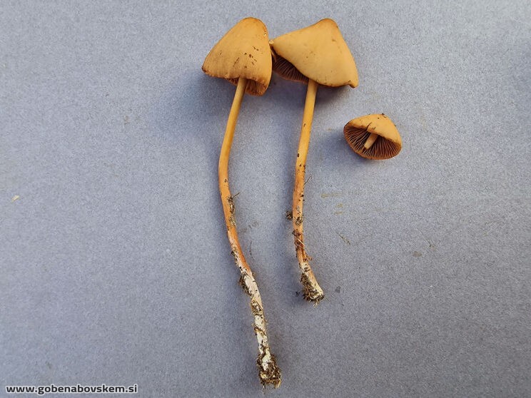 CONOCYBE MACROSPORA3