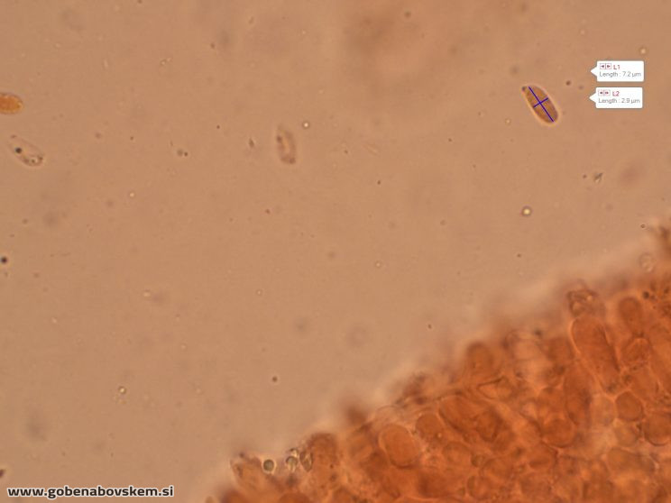 PLEUROTUS PULMUNARIUS KOR 8 6 26 2