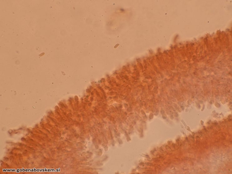 PLEUROTUS PULMUNARIUS KOR 8 6 26 3