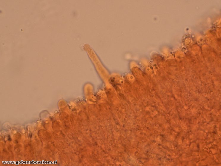 PLEUROTUS PULMUNARIUS KOR 8 6 26 7